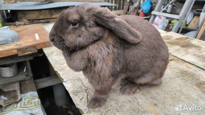 Самки Бараны