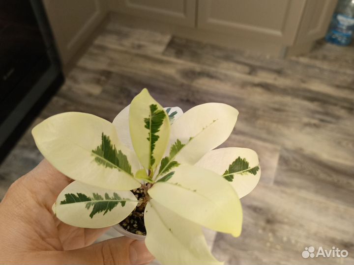 Комнатные цветы