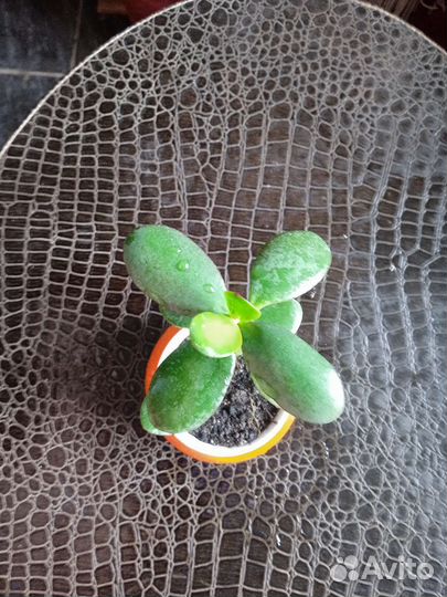 Крассула толстянка