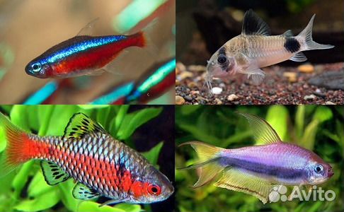 Аквариумные рыбки, рыбки в аквариум купить