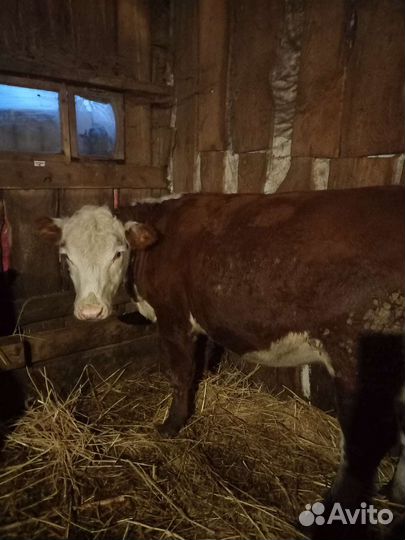 Тёлка 1,5 года