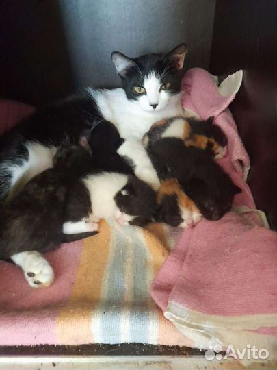 Котята в добрые руки