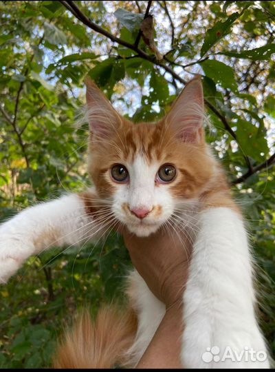 Котята мейн-кун