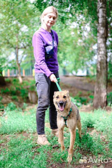 Собаке не место в новой жизни