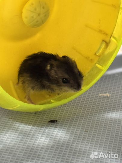 Джунгарский хомяк