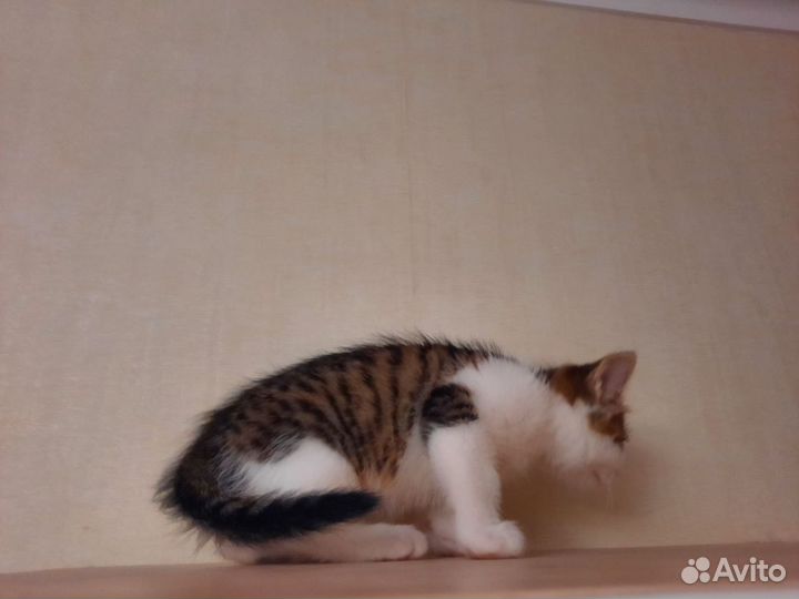 Котёнок мальчик