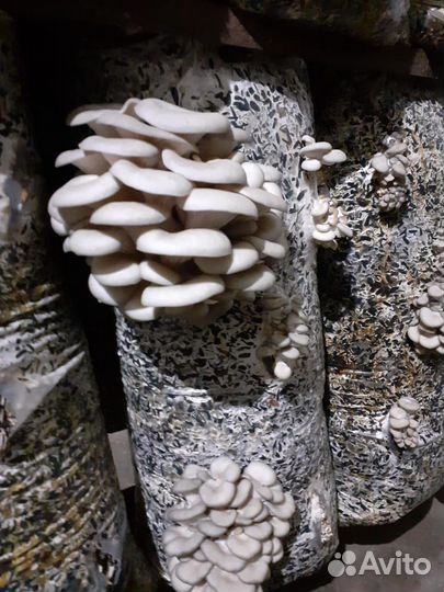 Зерновой мицелий Вешенки