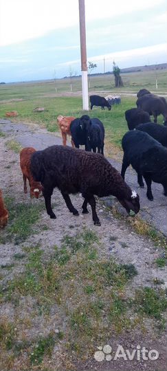 Баранчики на племя