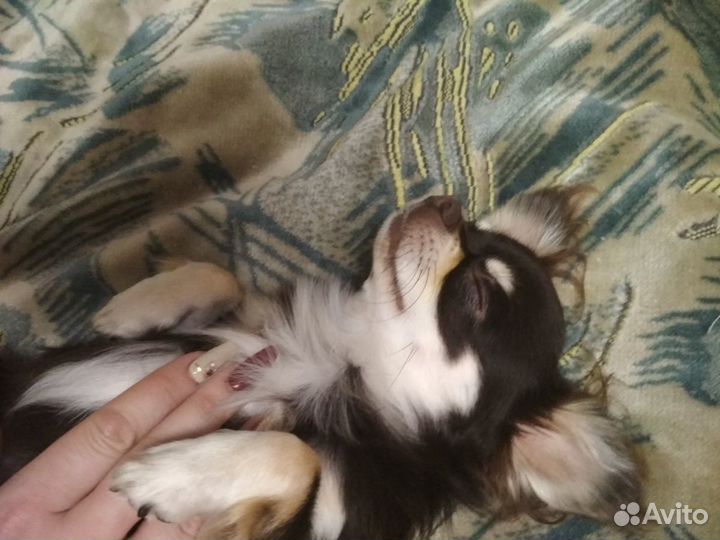 Чихуахуа приглашает на вязку