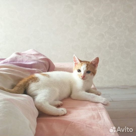 Коржик в дар