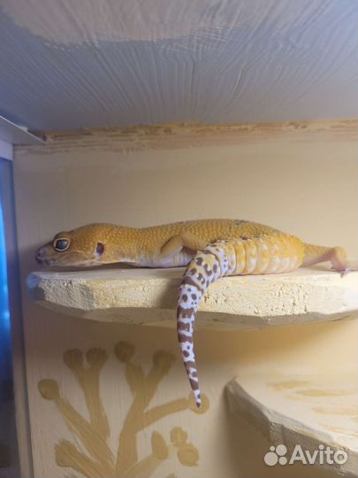 Эублефар вязка