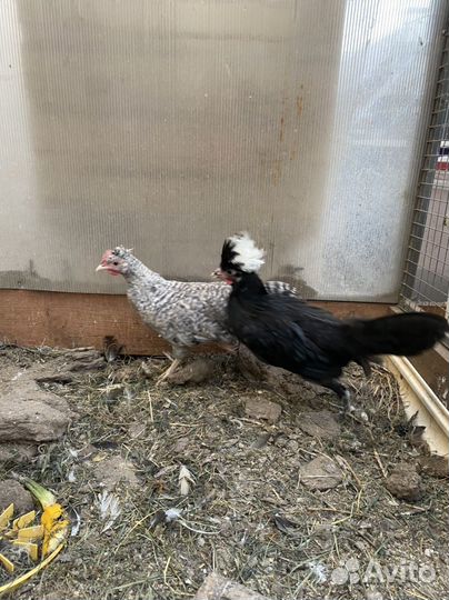 Петухи,куры голландские,легбар,павловское,виандот