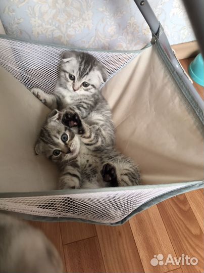 Котята Шотланцы
