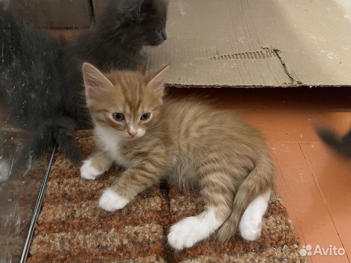 Прелестные котята в добрые руки