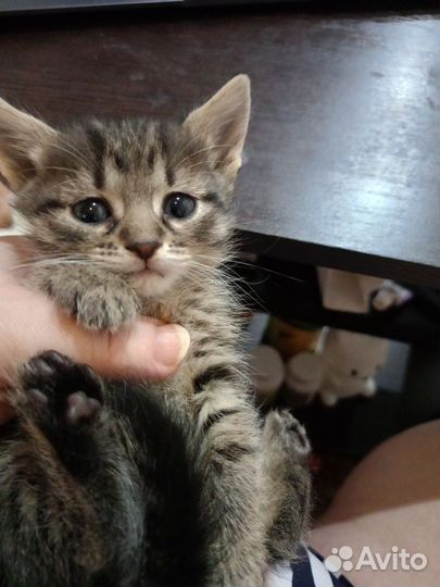 Котята в добрые руки бесплатно