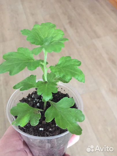 Хризантемы мультифлора