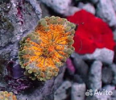 Продам кораллы для морского аквариума