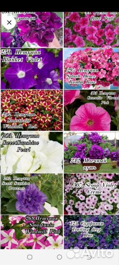 Петуния вегетативная