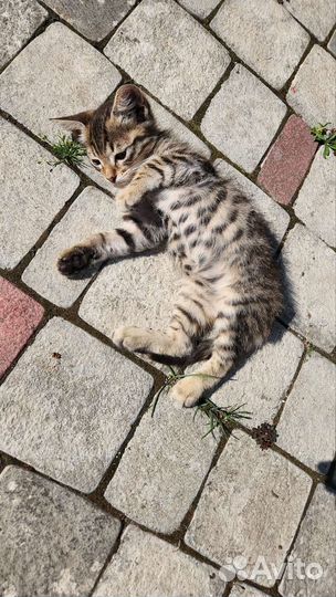 Котик в добрые руки