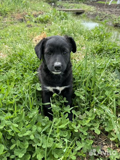 Щенки в добрые руки даром