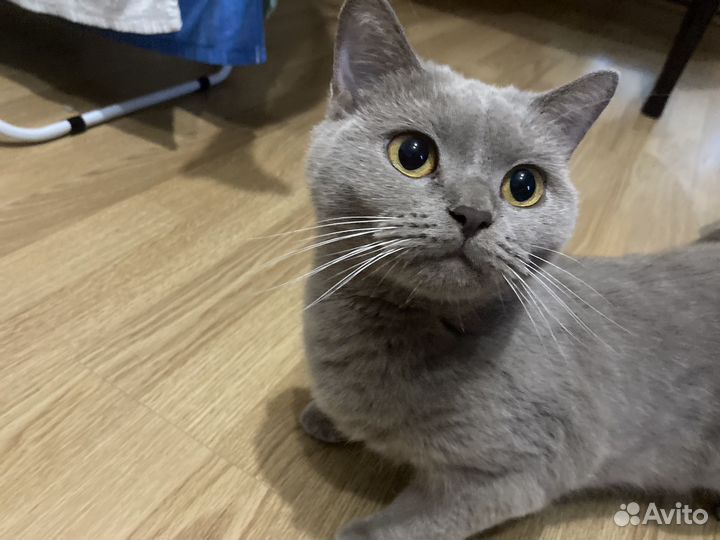 Кошка для вязки