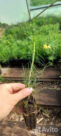 Сеянцы сосны обыкновенной зкс в розницу