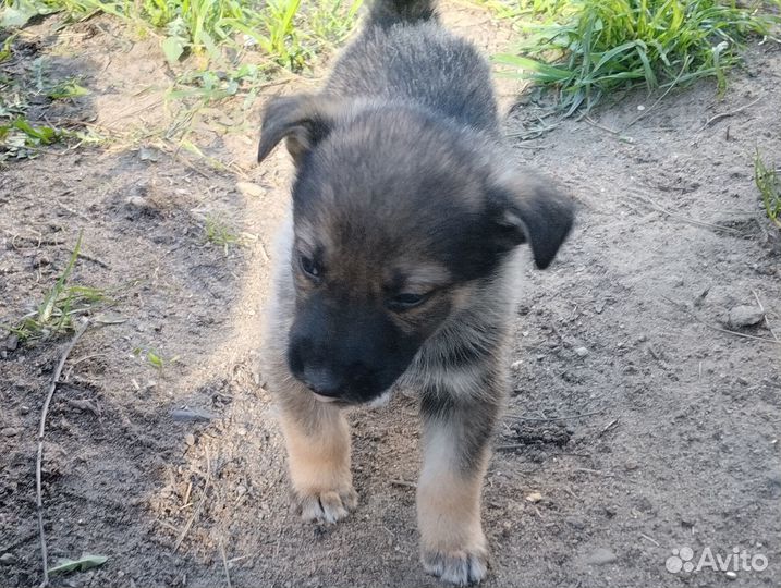 Отдам щенка в хорошие руки