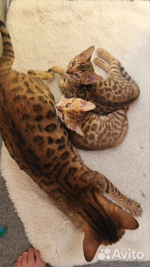 Бенгальские котята