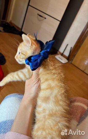 Рыжий котёнок