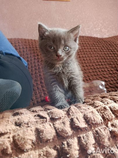 Британские котята