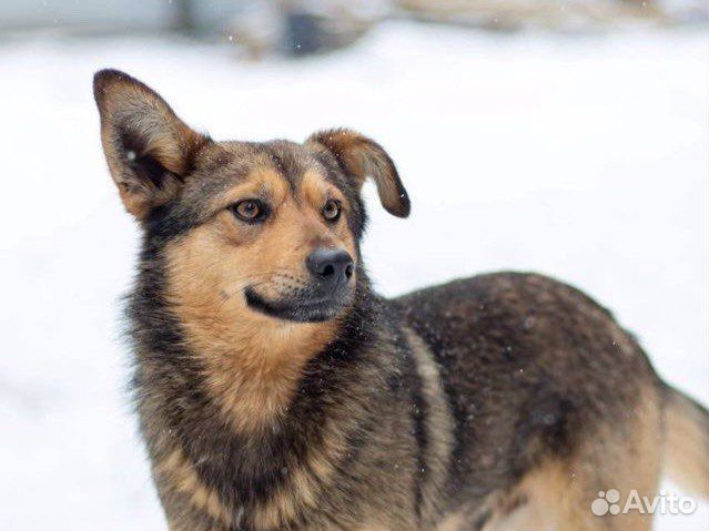 Отдаю песика Бублика в дар