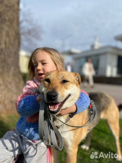 Сиба-ину Метис в добрые руки