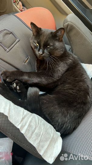 Черный котик на удачу в добрые руки