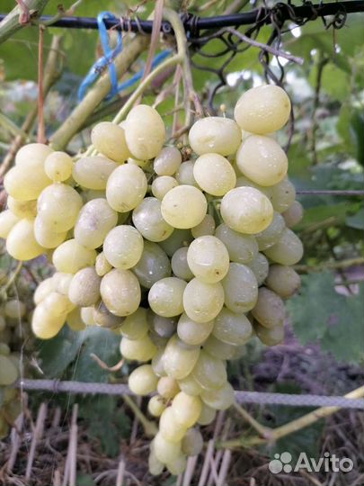 Саженцы винограда столовых и технических сортов