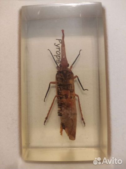 Насекомые в стекле