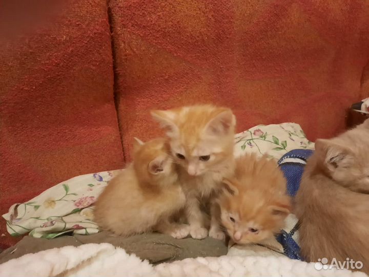 Отдам котят