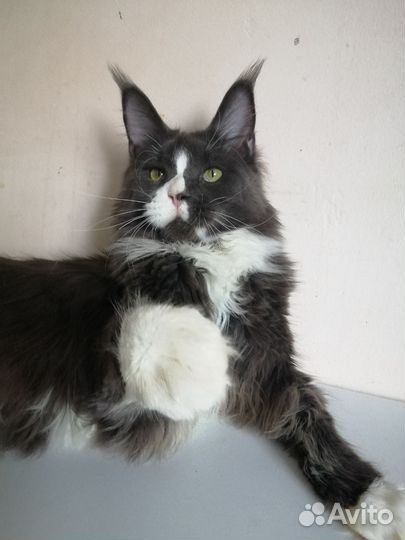 Котята мейн-куны и полидакты