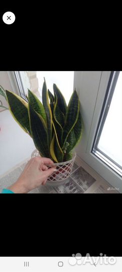 Сансевиерия