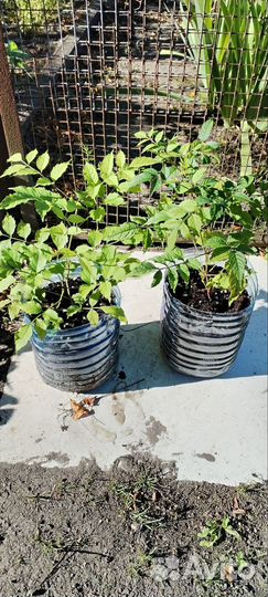 Саженцы кампсиса