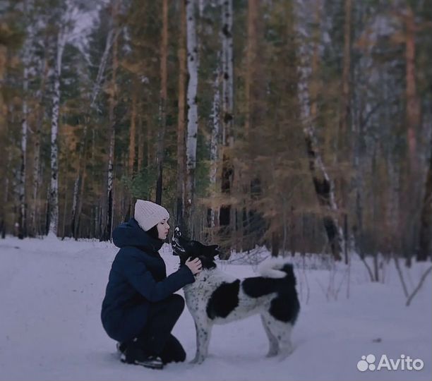 Выгул собак