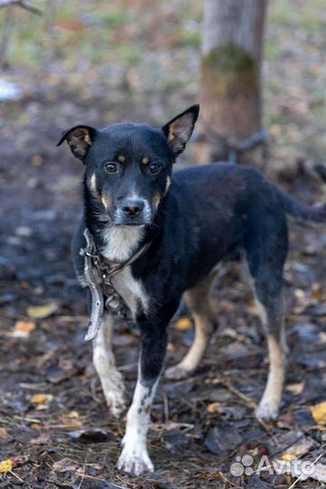 Собака Алмаз