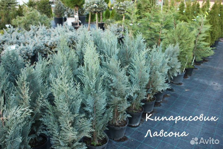 Кипарисовик