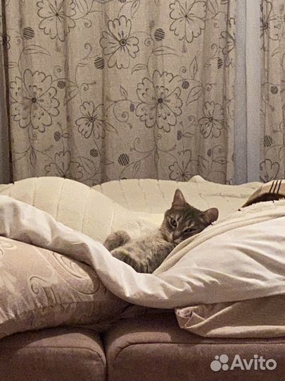 Отдам кошку в добрые руки