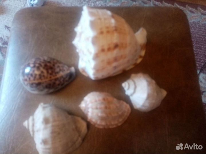 Морские ракушки