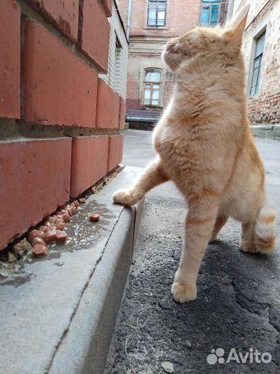 Кот ищет дом