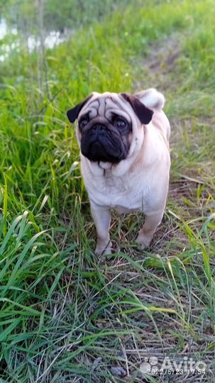 Мопс на вязку