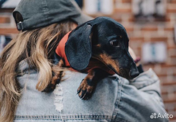 Вязка таксы, ищем подружку