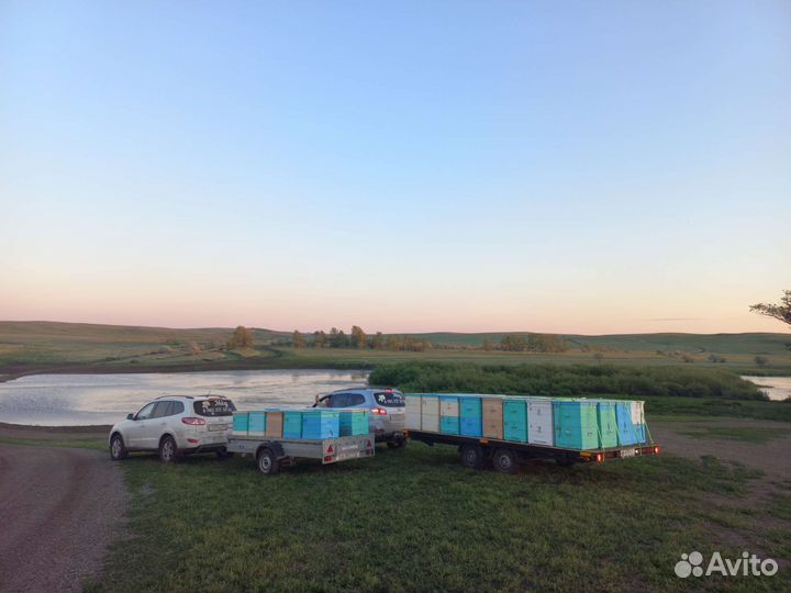 Мед с личной пасеки