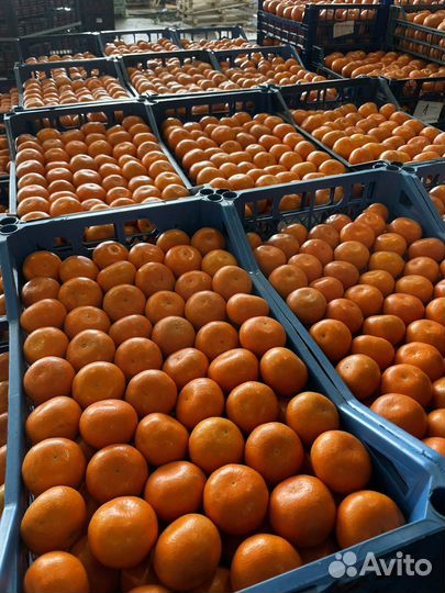 Овощи фрукты опт