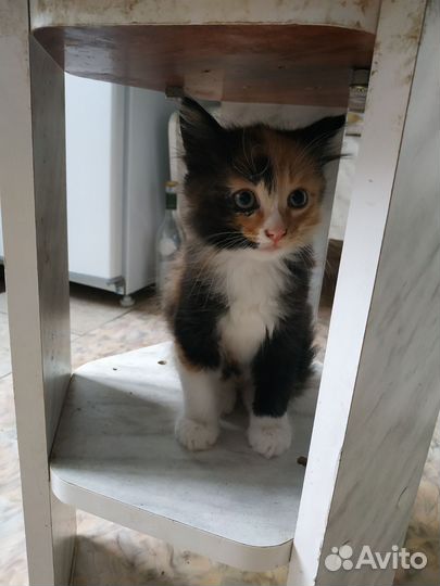 Трехшерстный котенок